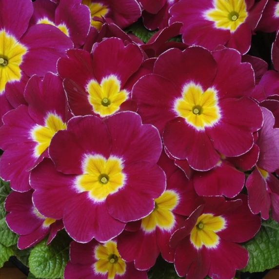 Primula Bonneli Series 'Purple'