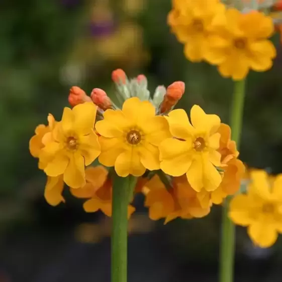 Primula bulleyana 2L