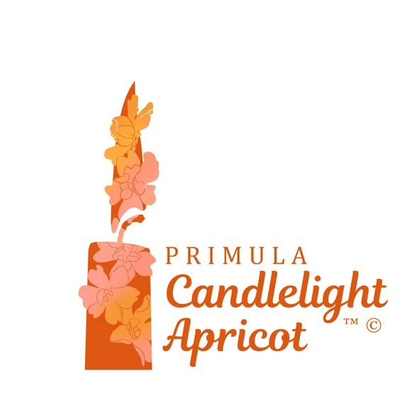 Primula candelabra 'Candlelight Apricot' - image 3