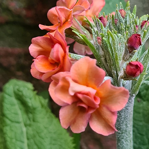 Primula candelabra 'Candlelight Apricot' - image 2
