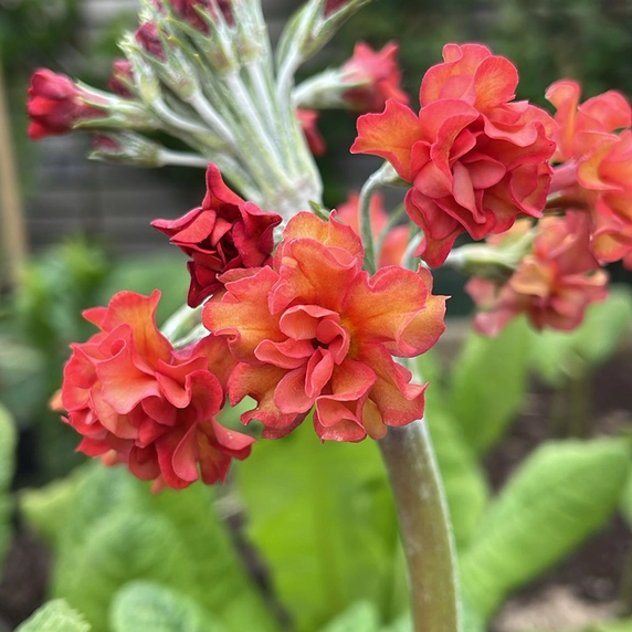 Primula candelabra 'Candlelight Apricot' - image 1