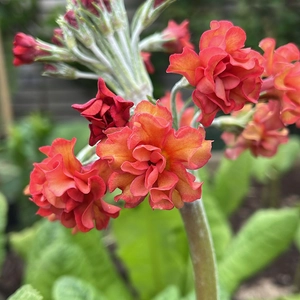 Primula 'Candlelight Apricot'