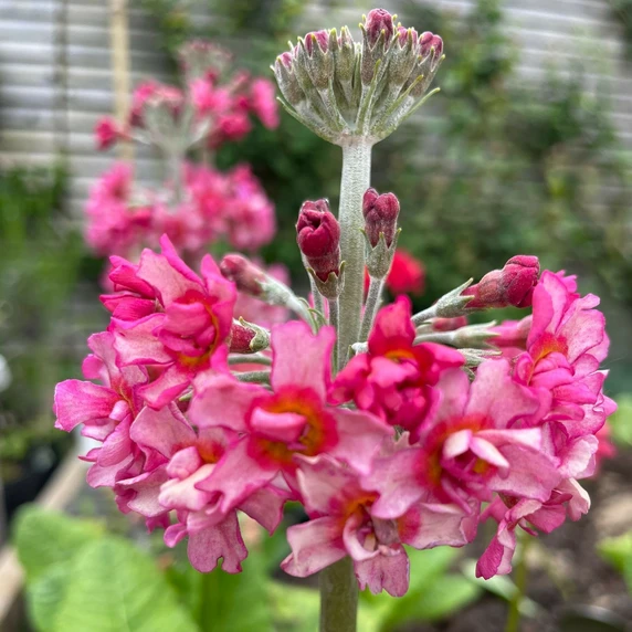 Primula candelabra 'Candlelight Bicolour' - image 3