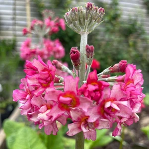 Primula candelabra 'Candlelight Bicolour' - image 3
