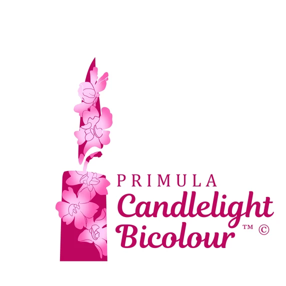Primula candelabra 'Candlelight Bicolour' - image 4