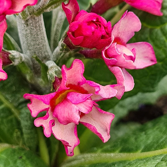 Primula candelabra 'Candlelight Bicolour' - image 2