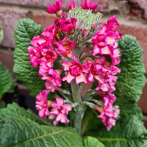 Primula 'Candlelight Bicolour'