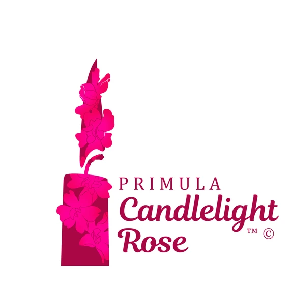 Primula candelabra 'Candlelight Rose' - image 3