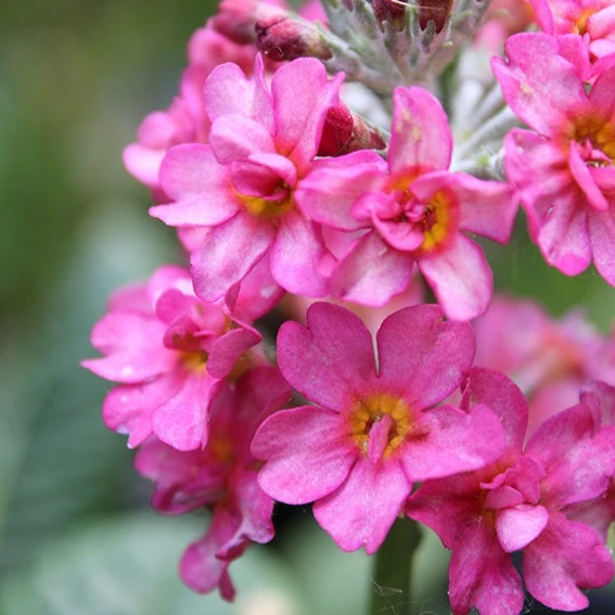 Primula candelabra 'Candlelight Rose' - image 1
