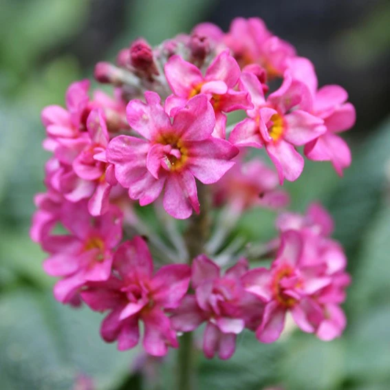 Primula candelabra 'Candlelight Rose' - image 2