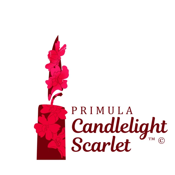 Primula candelabra 'Candlelight Scarlet' - image 2