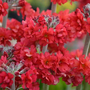 Primula 'Candlelight Scarlet'
