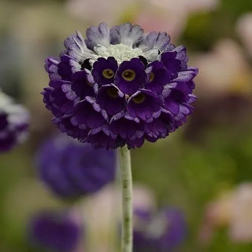 Picture - Kernock Park Plants