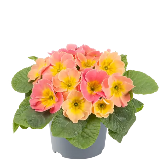 Primula vulgaris 'Chameleon' - image 2