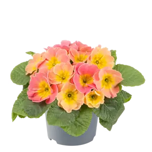 Primula vulgaris 'Chameleon' - image 2