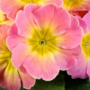 Primula vulgaris 'Chameleon' - image 3