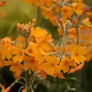 Primula chungensis