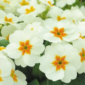 Primula vulgaris 'Cottage Cream'