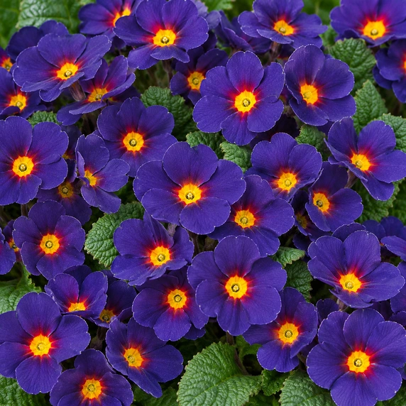 Primula elatior 'Veristar Late Blue'
