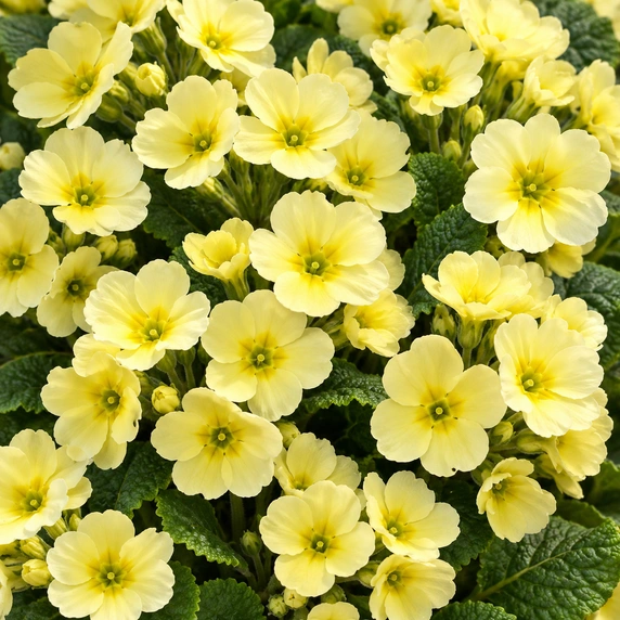 Primula elatior 'Veristar Late Lemon Cream'