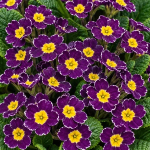 Primula elatior 'Veristar Late Twinkle Violet'