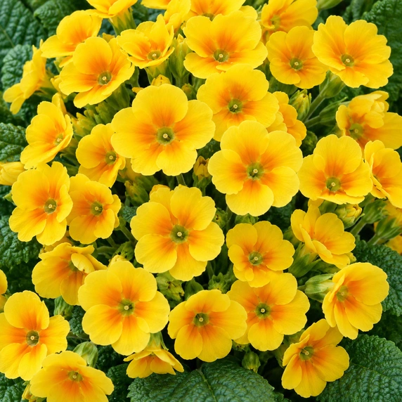 Primula elatior 'Veristar Late Yellow Gold Orange Eye'