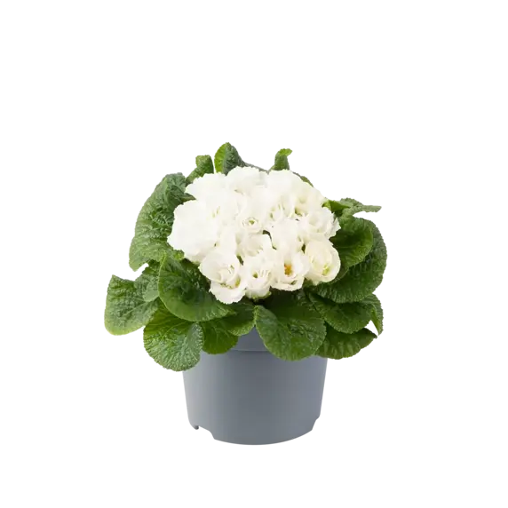 Primula vulgaris 'Elle' - image 2