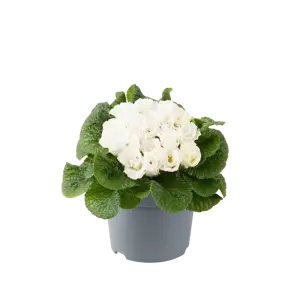 Primula vulgaris 'Elle' - image 2