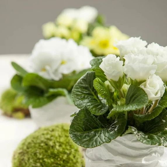 Primula vulgaris 'Elle' - image 3