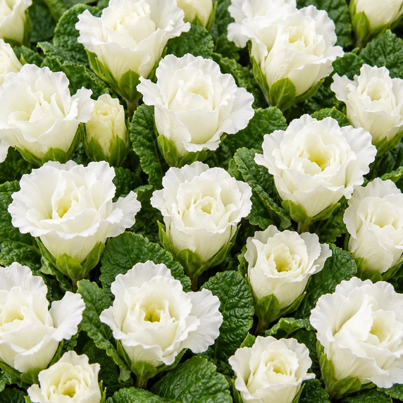 Primula vulgaris 'Elle' - image 1