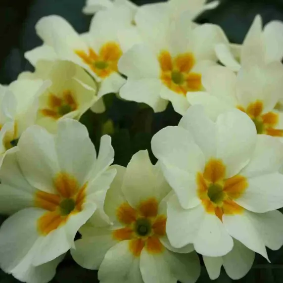 Primula vulgaris 'Everlast'