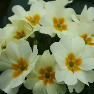Primula 'Everlast'