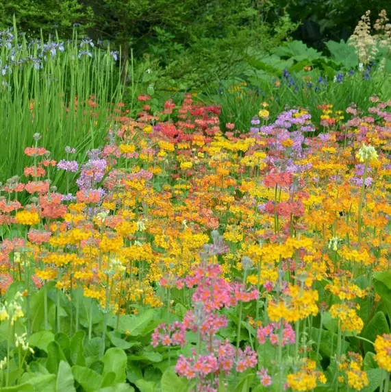 Primula 'Harlow Carr' 1L - image 2