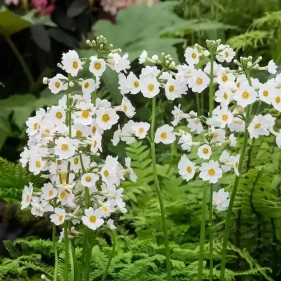 Primula japonica 'Alba' 1L