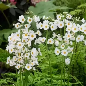 Primula japonica 'Alba' 1L
