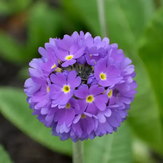 Primula denticulata 'Lilac' 9cm - image 2