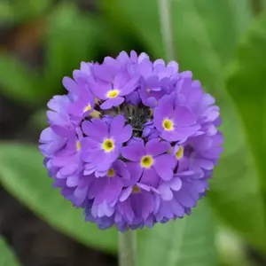 Primula denticulata 'Lilac' 9cm - image 2