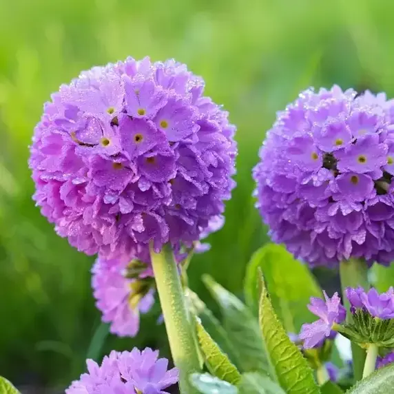Primula denticulata 'Lilac' 9cm - image 1