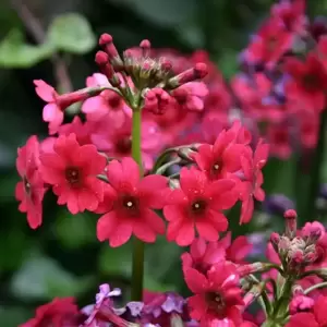 Primula japonica 'Miller's Crimson' 2L