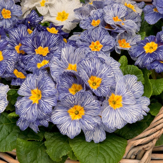Primula vulgaris 'Moonstone' - image 2