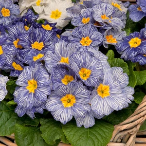Primula vulgaris 'Moonstone' - image 2