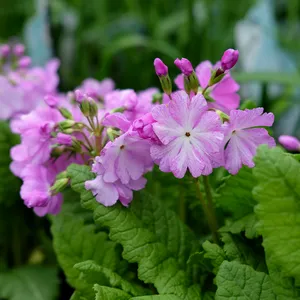 Primula sieboldii 'Musashino' - image 2