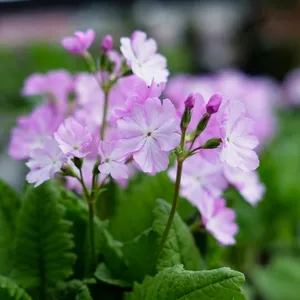 Primula sieboldii 'Musashino' - image 2