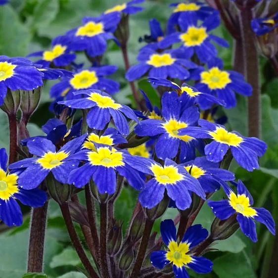 Primula 'Oak Leaf Blue'