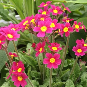 Primula 'Oak Leaf Magenta'