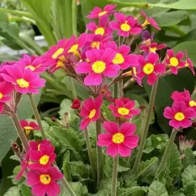 Primula 'Oak Leaf Magenta'