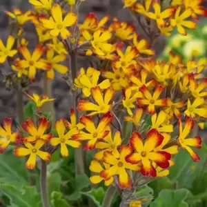 Primula 'Oak Leaf Yellow Picotee'