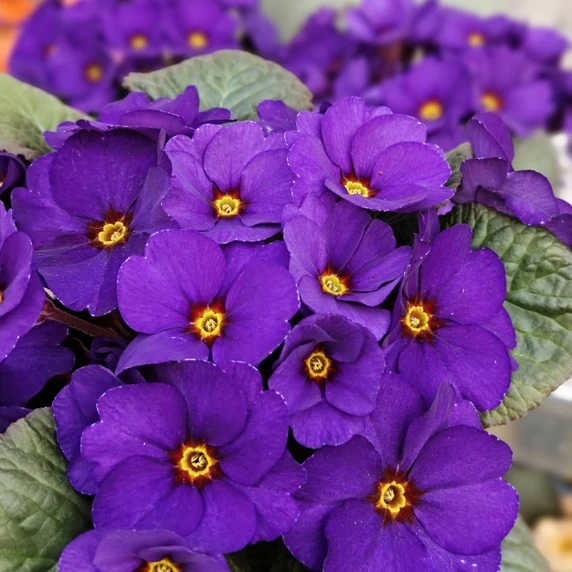 Primula vulgaris 'Obsidian Blue' 13cm - image 2