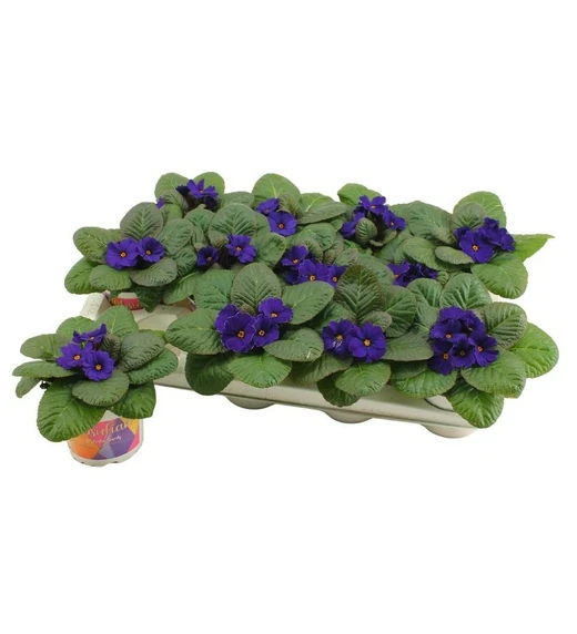 Primula vulgaris 'Obsidian Blue' 13cm - image 1