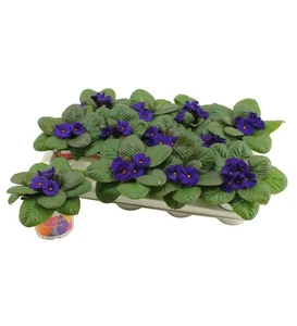 Primula 'Obsidian Blue'